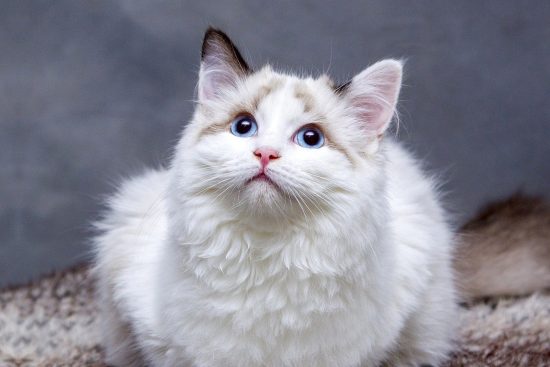 discover a wide range of pet products to keep your furry friends happy and healthy. from premium food to fun toys and essential care items, find everything you need for your pets in one convenient place.