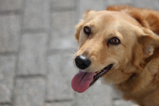discover a wide range of premium pet supplies to keep your furry friends happy and healthy. from food and toys to grooming essentials, we have everything you need for your beloved pets.