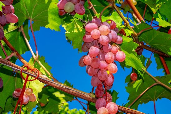 discover the benefits of organic food, from enhanced nutrition to environmentally friendly farming practices. explore our range of organic products that promote health and sustainability for you and the planet.