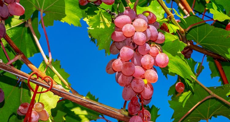 discover the benefits of organic food, from enhanced nutrition to environmentally friendly farming practices. explore our range of organic products that promote health and sustainability for you and the planet.