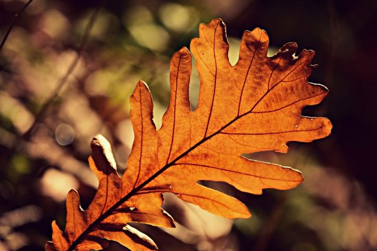 discover how seasonal buying patterns influence consumer behavior and retail strategies. learn to adapt your marketing efforts to maximize sales throughout the year, leveraging insights into seasonal trends and shopping habits.